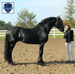 Utsen Kula FSA Provisionally Approved Friesian stallion