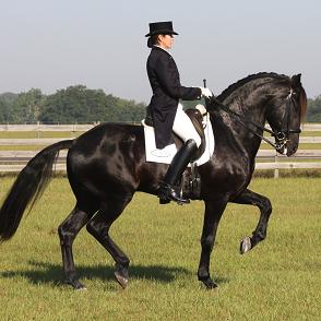 Elite Friesian Sporthorse stallion Lexington