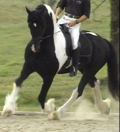 Nico - Main Book - Approved for Breeding - Friesian Sporthorse stallion